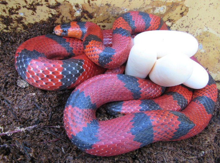 Honduran Milk Snake